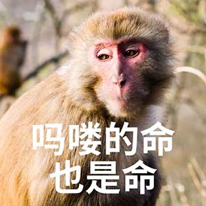 吗喽、马喽、马楼是什么意思网络用语
